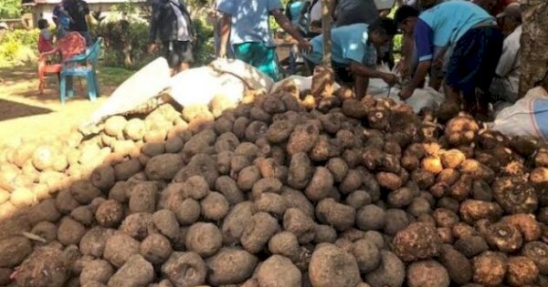 HMI dan Warga Sambut Baik Pembangunan Pabrik Porang di Sinjai