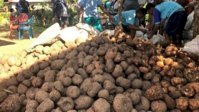 Rencana pembangunan pabrik Porang di Sinjai disambut positif, dinilai mampu tingkatkan kesejahteraan petani dan kurangi pengangguran ||irman@harian.news 