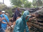 Pohon Beringin Ratusan Tahun Tumbang di Sinjai