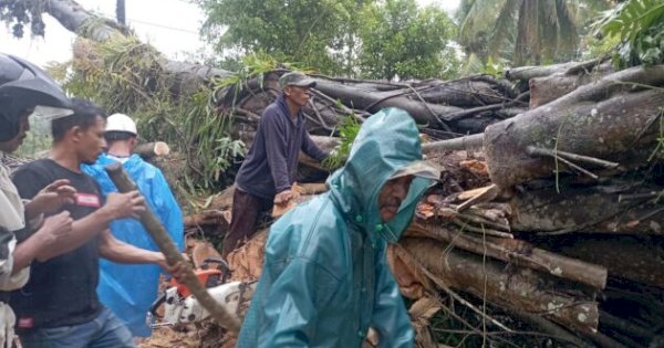 Pohon Beringin Ratusan Tahun Tumbang di Sinjai
