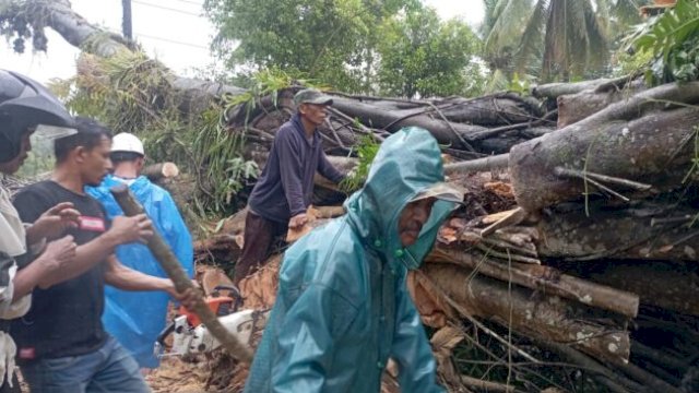 Petugas BPBD mengevakuasi batang pohon besar yang menutup badan jalan di Desa Bulukamase, Sinjai ||irman@harian.news 