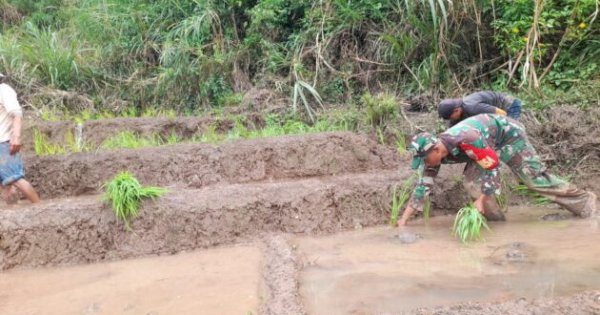 Babinsa Turun Sawah, Bantu Petani Tanam Padi