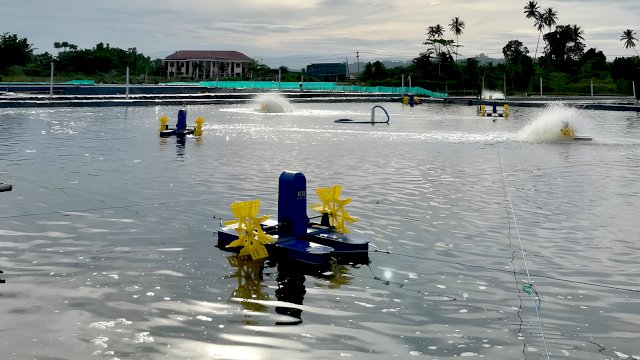 Dokumentasi tambak udang. (Foto: Ist)