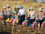 Mentan Penanaman Jagung Serentak Bersama Polri dan Menhut di Jateng, Wujudkan Swasembada Pangan Nasional