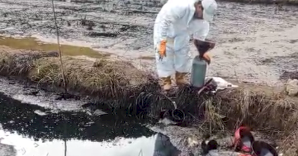 Kebocoran Pipa Minyak PT Vale di Towuti, Aktivis Lingkungan: Negara Jangan Tutup Mata