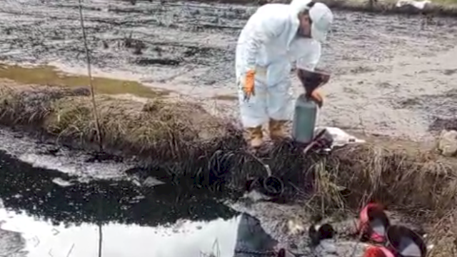 Kebocoran Pipa Minyak PT Vale di Towuti, Aktivis Lingkungan: Negara Jangan Tutup Mata