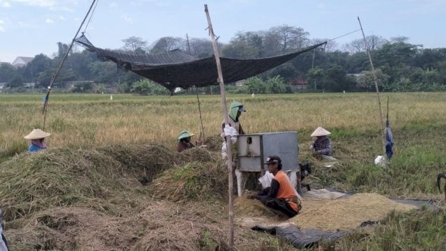Daya Beli Petani Meningkat di Agustus 2025, BPS Beberkan Buktinya!