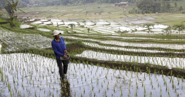 Produksi Beras hingga November 2025 Diprediksi 33,19 Juta Ton, Lampaui Rekor 7 Tahun Terakhir