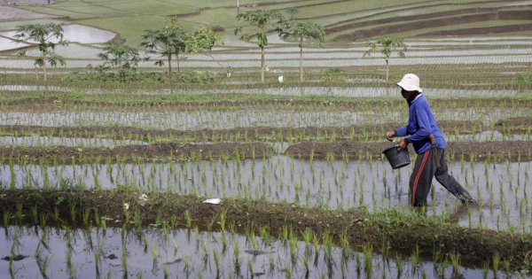 BPS: NTP Nasional September Tembus 124,36, Kesejahteraan Petani Meningkat