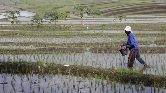 BPS: NTP Nasional September Tembus 124,36, Kesejahteraan Petani Meningkat