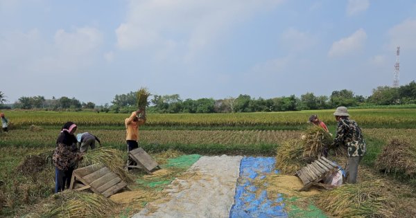 Kebijakan Pertanian Era Presiden Prabowo Dinilai Stabil, Petani Merasa Lebih Tenang Dan Produkti