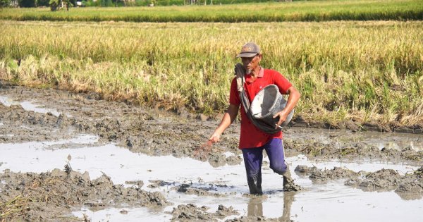 Netizen Dukung Mentan Amran Usai Pemberitaan Tempo, Pengamat: Publik Kini Lebih Cerdas