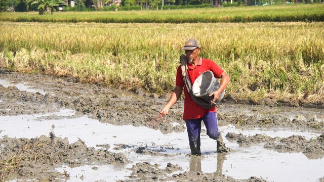 Petani di sawah. Dok. Ist