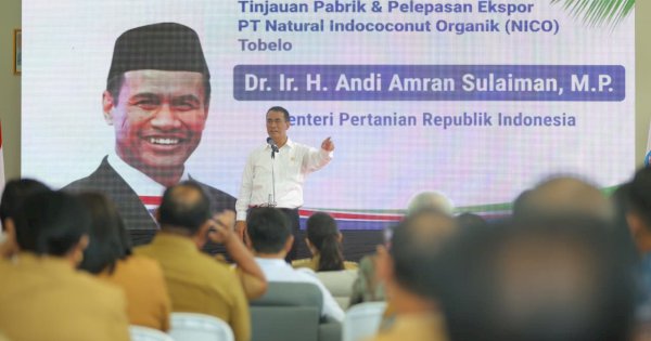 Kelapa Maluku Utara Tembus Tiongkok, Hilirisasi Dongkrak Ekonomi Petani