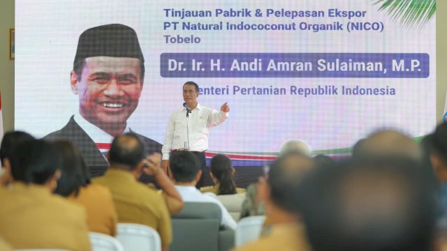 Kelapa Maluku Utara Tembus Tiongkok, Hilirisasi Dongkrak Ekonomi Petani