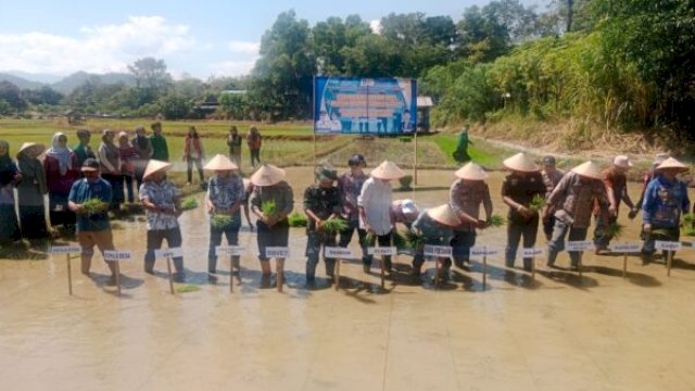 Gerakan Menanam Padi Musim Tanam III Tahun 2025 di lokasi persawahan Kelompok Tani Alam Perkasa, Desa Bara Batu, Kecamatan Labakkang, Kamis, (7/8/25) ||handover 
