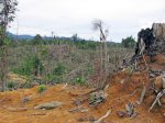 Hutan Punah, Sulsel Diambang Bencana