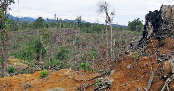 Hutan Punah, Sulsel Diambang Bencana