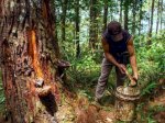 Industri Getah Pinus Ancam Hutan Gowa, Aktivis Desak Penghentian Segera