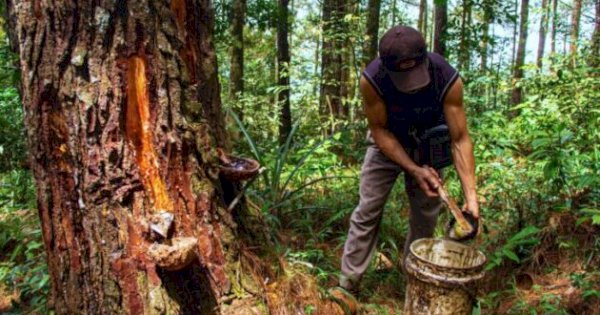 Industri Getah Pinus Ancam Hutan Gowa, Aktivis Desak Penghentian Segera
