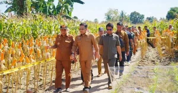Wakil Ketua DPRD Gowa HAR Hadiri Expo dan Panen Raya Jagung di Bontonompo
