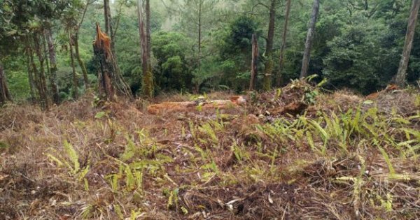 Langkoa, Riwayatmu Kini :Dahulu Alamnya Natural, Sekarang Kian Brutal