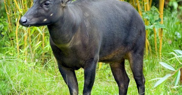 Perambahan Kawasan Hutan Lindung Gowa, selain Ancam Peradaban, Satwa Anoa pun Terancam Punah