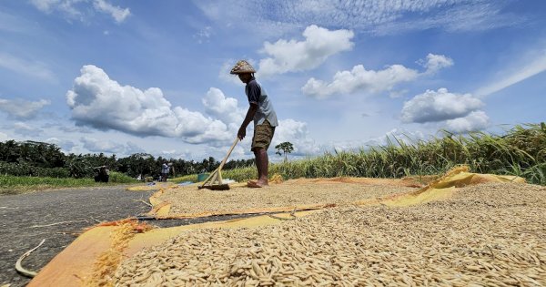 Akhir 2025 Menggembirakan, Nilai Tukar Petani Naik 1,05 Persen