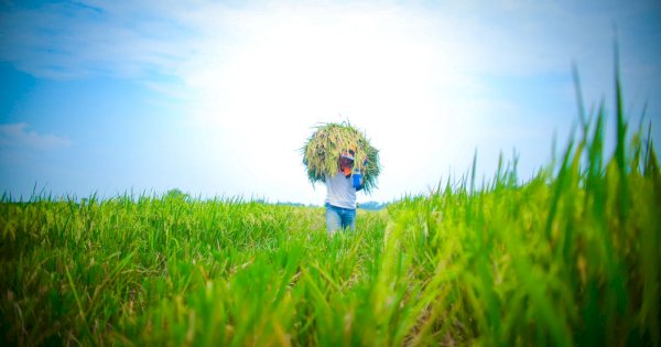 Swasembada Pangan, Jalan Menuju Kebangkitan Pertanian Indonesia