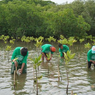 Aksi Mangrove Lestari KALLA Kini Jadi Kawasan Konservasi di Pangkep