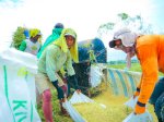 BPS Rilis Angka Tetap Produksi Beras 2025 Capai 34,69 Juta Ton, Naik 13,29 Persen