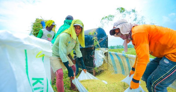 BPS Rilis Angka Tetap Produksi Beras 2025 Capai 34,69 Juta Ton, Naik 13,29 Persen