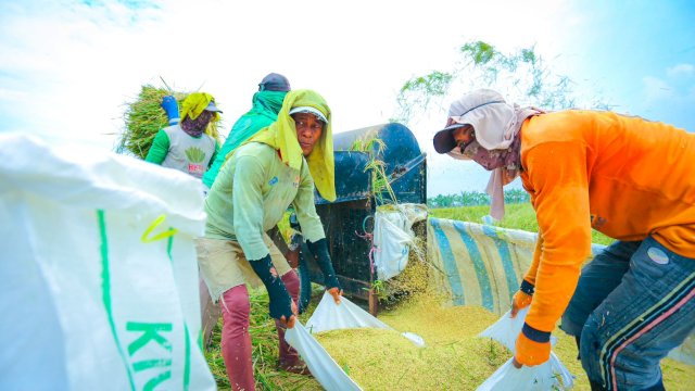 BPS Rilis Angka Tetap Produksi Beras 2025 Capai 34,69 Juta Ton, Naik 13,29 Persen