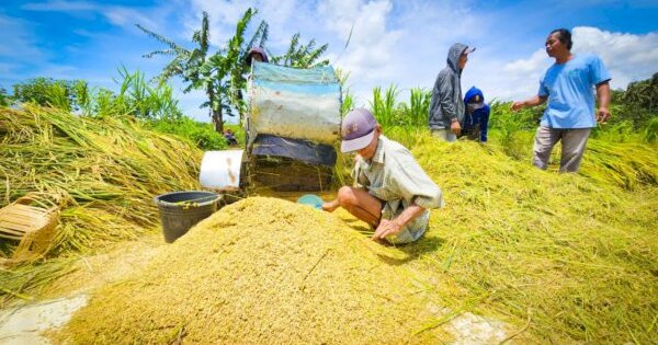 Mentan Amran: Produksi dan Stok Pangan Nasional Tetap Aman di Tengah Dinamika Cuaca