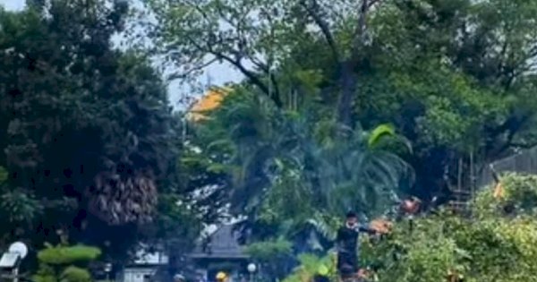 Lihat Pohon Membahayakan di Makassar, Hubungi No Pengaduan DLH