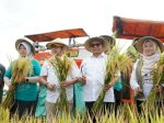 Produktivitas Padi Naik Dua Kali Lipat, DPR RI Puji Program Panen Raya di Pati