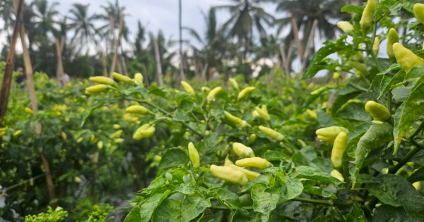 Jelang Ramadhan, Kementan Jamin Stok Cabai Jabar Aman dan Surplus