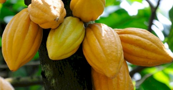 Kakao Indonesia Bersinar: Ekspor Tembus US$ 2,65 Miliar, Hilirisasi Jadi Motor Baru