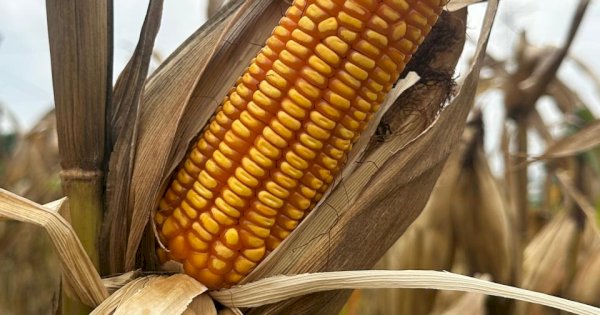Menuju Swasembada 2026, Kementan Dorong Jagung Pangan untuk Industri