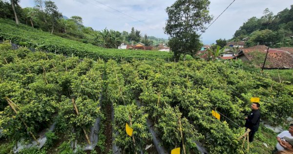Kementan Pastikan Stok Cabai Aman dan Surplus Hadapi Ramadan dan Idulfitri 1447 H