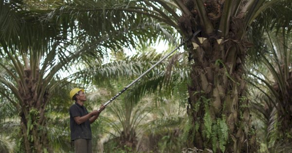 Genjot Hilirisasi, Kementan Perkuat Posisi Sawit sebagai ‘Miracle Crop’ di Pasar Dunia