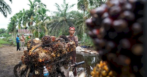 Amran Sulaiman: Sawit Kekuatan Ekonomi Bangsa, Tata Kelola Harus Berkelanjutan