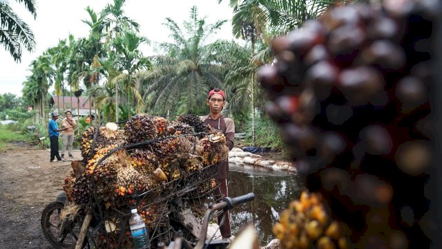 Amran Sulaiman: Sawit Kekuatan Ekonomi Bangsa, Tata Kelola Harus Berkelanjutan