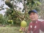 Agrowisata Karebosi Mampise Sidrap Manjakan Pengunjung, Petik Buah Langsung hingga Nikmati Jus Segar
