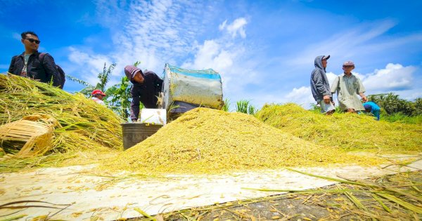 Rekor Baru! Stok Beras Indonesia Sentuh 4,3 Juta Ton, Inflasi Terkendali