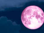 Pink Moon April 2026 Bisa Dilihat di Indonesia, Catat Waktu dan Cara Mengamatinya