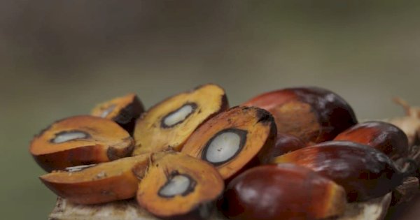Kementan Tegaskan Hilirisasi CPO Perkuat Energi dan Kesejahteraan Petani