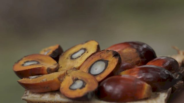 Kelapa Sawit. (Dok. Ist)