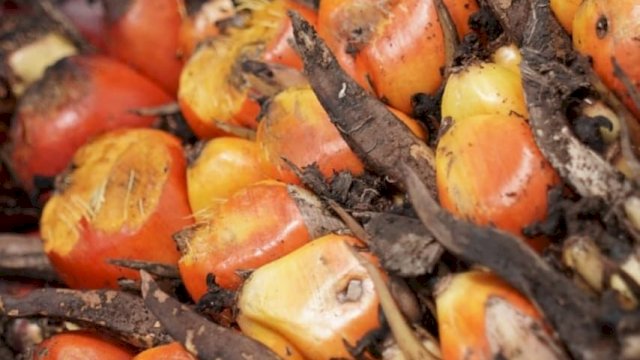 Kelapa Sawit. (tangkaplayar_web)
