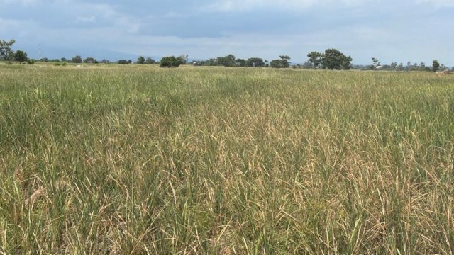 Sawah terletak di Kecamatan Batang, Jeneponto, kekeringan dan terancam gagal panen. (Dok. ASWIN/HN)